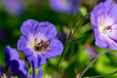 Close-up of insect on flower