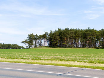 Trees by road against sky