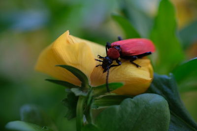 Close-up of insect on flower