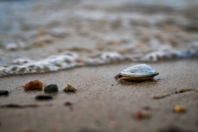 Close-up of shell on sand