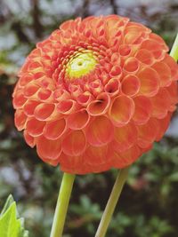 Close-up of red flower blooming outdoors