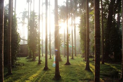 Trees in forest