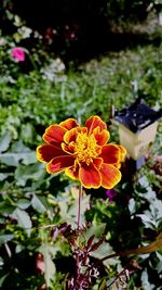 Close-up of orange flowers blooming outdoors