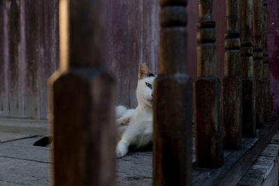 Portrait of stray cat seen trough wooden railing