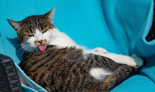 High angle view of cat sleeping