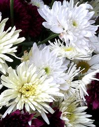 Close-up of white flowers