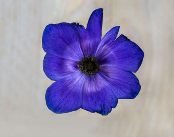 Close-up of purple blue flower