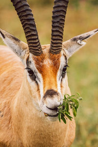 Close-up of deer