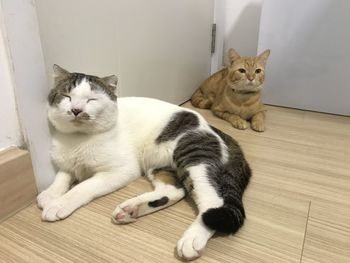 Portrait of cats on hardwood floor