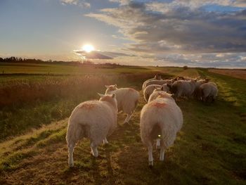 Sheep grazing in field during sunset