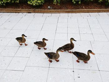 High angle view of birds on footpath