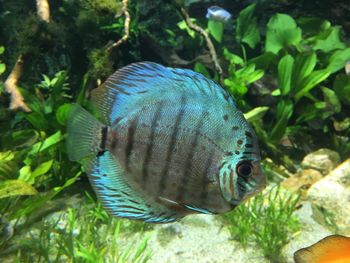 Close-up of fish swimming in sea