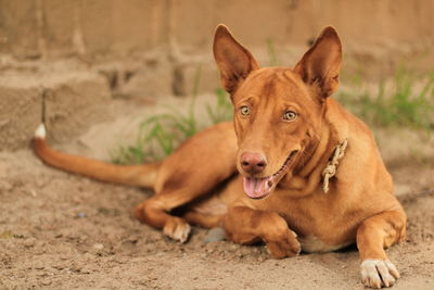 Close-up portrait of a dog on field