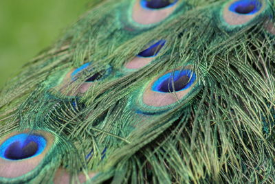 Close-up of peacock feathers