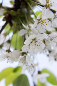 Close-up of white cherry blossoms in spring