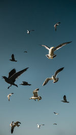 Low angle view of seagulls flying