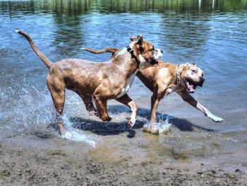 Boxers running on lakeshore