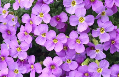 Close-up of pink flowers