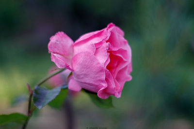 Close-up of pink rose