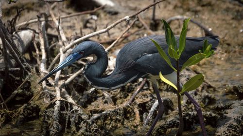 Close-up of gray heron perching on plant
