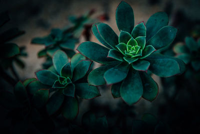 Close-up of plant