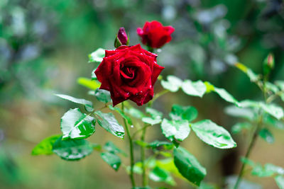 Close-up of red rose on plant