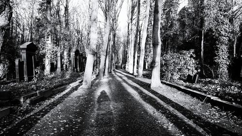 Road amidst bare trees in forest