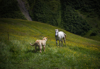 Horses in a field