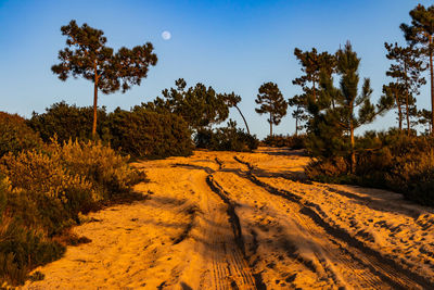 Moon over pine trees
