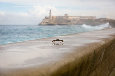 Horse on beach against sky