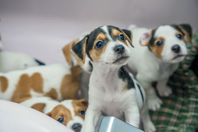 Close-up of puppies relaxing on bed at home 