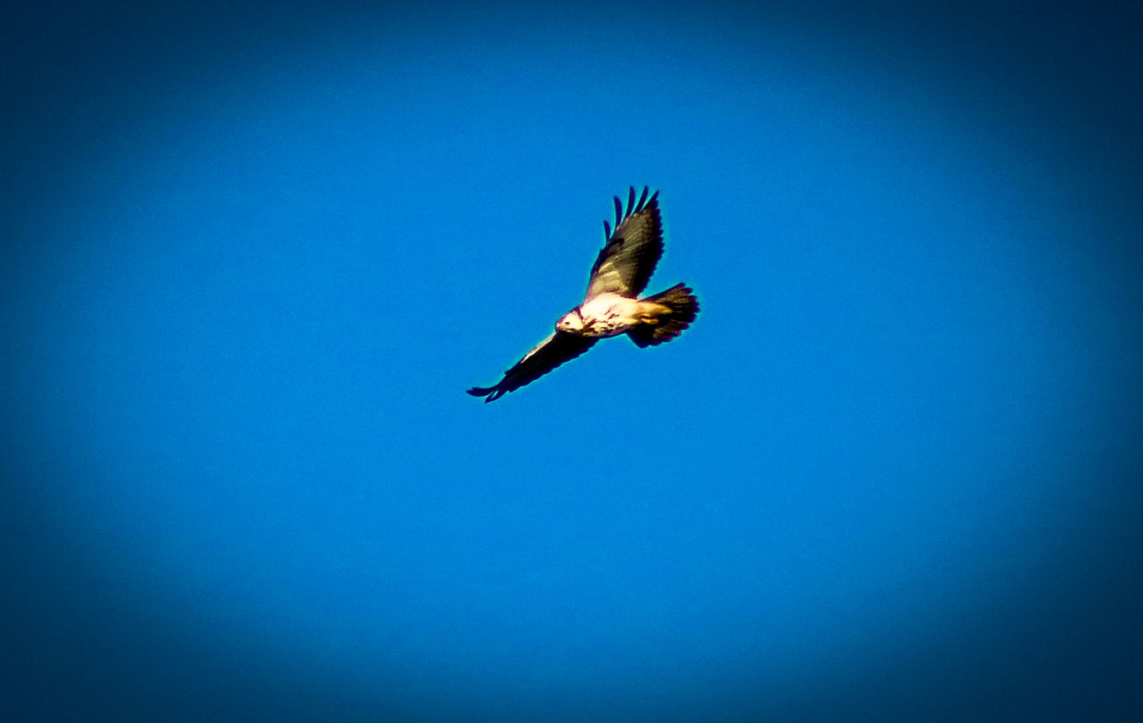 LOW ANGLE VIEW OF EAGLE FLYING IN SKY