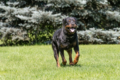 Portrait of black dog running in grass