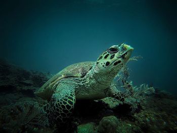 Close-up of turtle swimming in sea