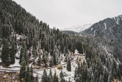 Pine trees on snowcapped mountains against sky