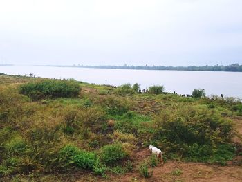 Dog on field by sea against clear sky