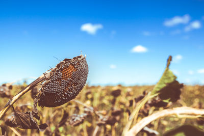 Close-up of plant against sky