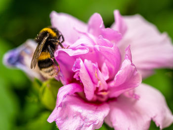 Close-up of bee on pink flower