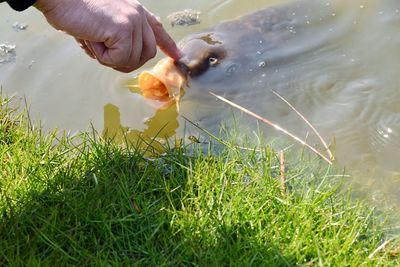 Cropped image of hand touching koi carp in lake