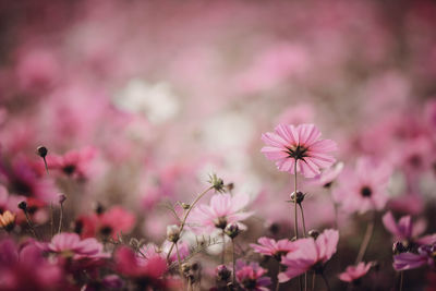 Close-up of pink cherry blossoms