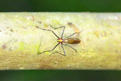 Close-up of insect