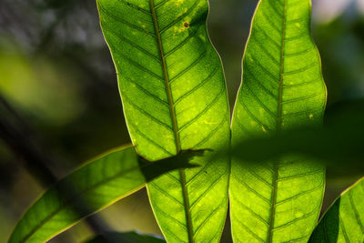 Close-up of fresh green leaf