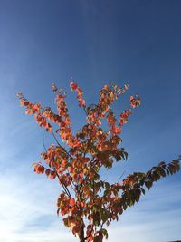 Low angle view of tree against blue sky