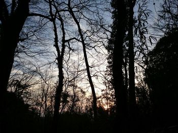 Low angle view of bare trees against sky