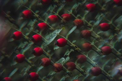 Full frame shot of berries