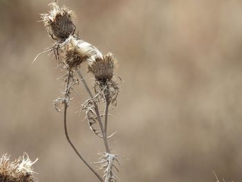 Close-up of dried plant