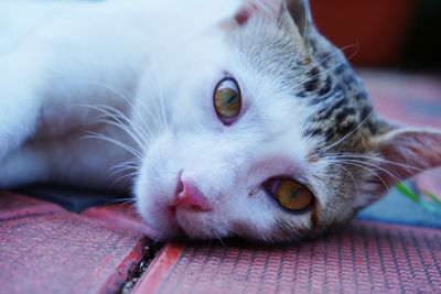 Close-up portrait of a cat
