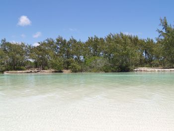 View of swimming pool against trees