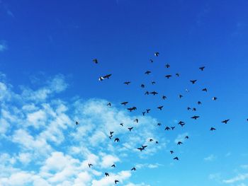 Low angle view of birds flying in sky