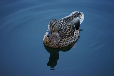 Close-up of duck swimming in lake